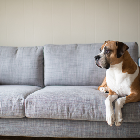 Dog on Clean Couch After Upholstery Cleaning in Orange County, CA Dog on Clean Couch After Upholstery Cleaning in Orange County, CA